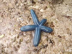 Thick blue starfish at Wakatobi National Park, 2017