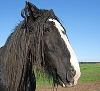 Photographie de la tête d'un cheval noir avec une grande marque blanche et une longue crinière noire.