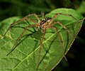 Männliche Jagdspinne (Pisauridae sp.)