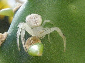 Aranha da família Thomisidae.