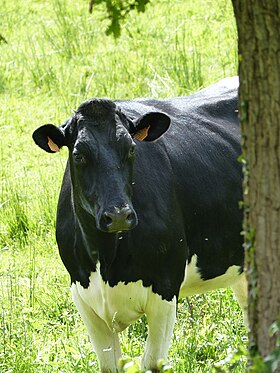 Vache Prim'Holstein dans le Morbihan, Bretagne, France