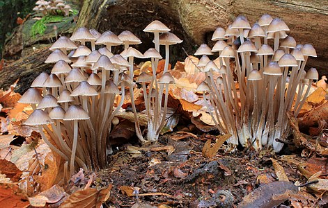 Mycena inclinata (Clustered Bonnet)