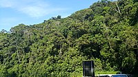 Serra do Mar coastal forests, a humid tropical forest