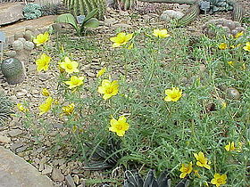 Mentzelia lindleyi