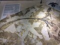 Microraptor specimen on the second floor.