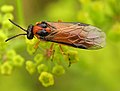 Athalia rosae на Pastinaca sativa.