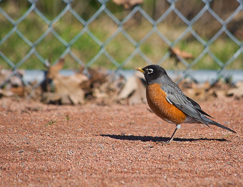 File:Admirably, A Robin (50434103817).jpg