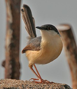 Принія рудочерева (Prinia socialis)