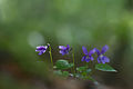 Viola odorata Switzerland