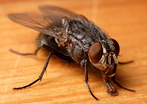 Blä bromer (Calliphora vicina)