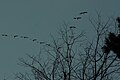 Canada Geese flying in mid-Michigan in December