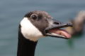 Canada Goose head