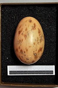 Egg, Collection Museum Wiesbaden