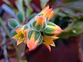 Hoa Echeveria pulvinata.