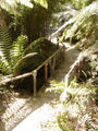 Bambusdschungel in Glendurgan