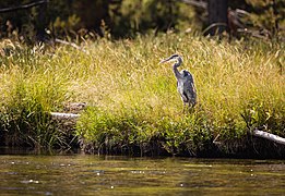 Great Blue Heron Yellowstone