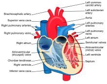 Heart diagram-en.svg