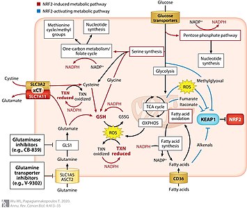 The relationship of the NRF2/KEAP1 pathway with cellular metabolism[17]