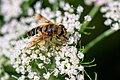 Keilfleckschwebfliege auf Wald-Engelwurz im Erzgebirge