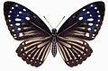 Papilio paradoxa (Great Mime)