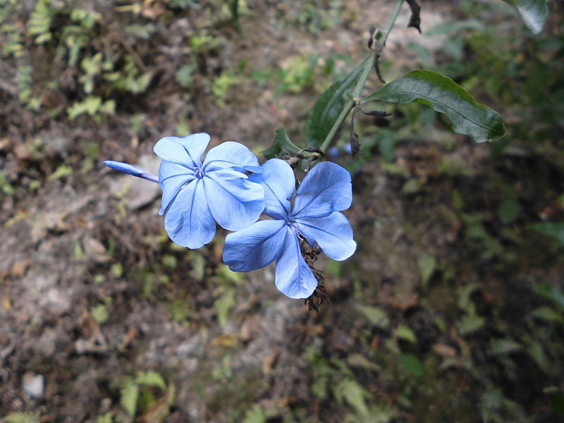 File:Par de flores desconocidas.JPG