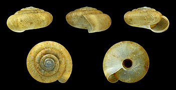 Pleurodiscus balmei (Pupilloidea).