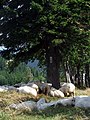 Sheeps on Puchaczówka Pass in Śnieżnik Mountains (Sudeten, Poland)