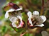 Pygmy saxifrage