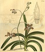 Vanda tessellata (as Vanda roxburghii) - Curtis' 48 pl. 2245 (1821).jpg