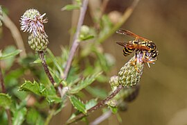 Polistes dominula sur une fleur de chardon des champs