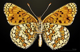 Male underside