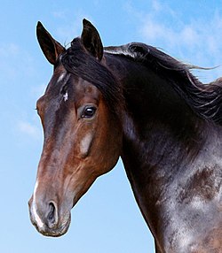 Mosaique Face profil.jpg