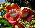 Couroupita guianensis