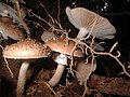 ナラタケ Armillaria mellea