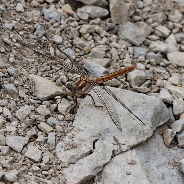 File:Orthetrum coerulescens-Orthétrum bleuissant-20160712 1.jpg