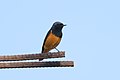 * Nomination Black redstart at Nasirpur, Patiala. --Satdeep Gill 02:14, 18 March 2022 (UTC) * Promotion  Support Good quality and well categorized --Charlesjsharp 11:46, 18 March 2022 (UTC)