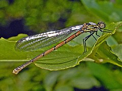 Female, side view