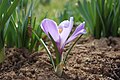 Commons:Picture of the Year/2009/R1/File:Crocus vernus.jpg