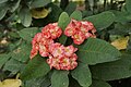 Euphorbia milii