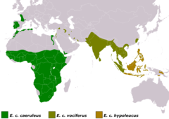 Distribución de Elanus caeruleus