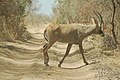 Roan antelope