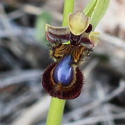 Ophrys × innominata