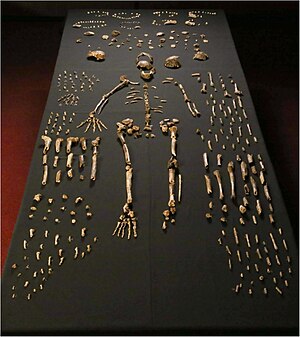 Ostoj de Homo naledi