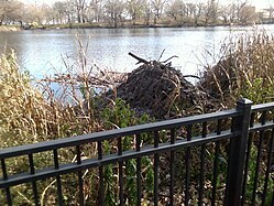 North Pond Beaver Lodge