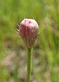 Bouton floral de Papaver argemone.