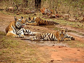 Tigerweibchen mit Jungtieren im Panna-Nationalpark