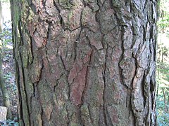 Bark on a mature specimen