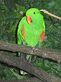 Eclectus roratus