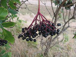 Intsusa beltzaren infruteszentzia (Sambucus nigra)