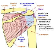 Diagram of the human shoulder joint, back view